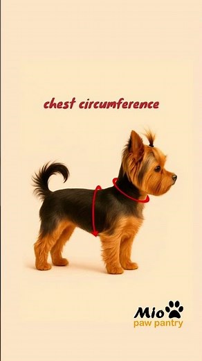How to take measurements to choose clothes for your dog.