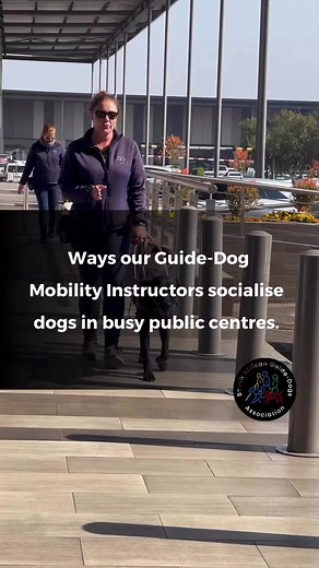 2.2K views · 62 reactions | Lots of training goes into Assistant Dog training. These aspects of socialisation in public spaces are essential in preparing Assistance Dogs to provide valuable support and companionship to our clients. #servicedogintraining#guidedogtraining | South African Guide-Dogs Association for the Blind | Facebook