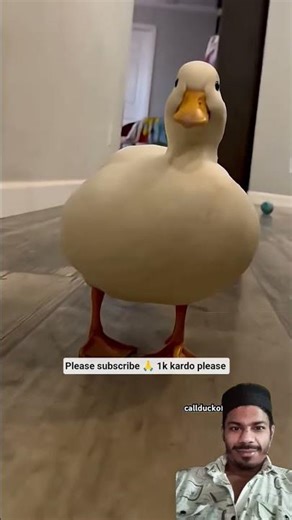 ADORABLE Duck Makes Funny Quacking Sounds #facts #trending