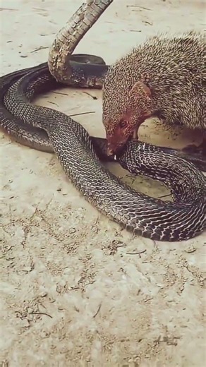 Mongoose Vs Black cobra snake | Snake fighting with mongoose | King cobra viral | mongoose shots |