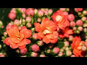 A korallvirág gondozása