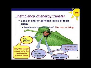 Ecology - Ecosystem Dynamics