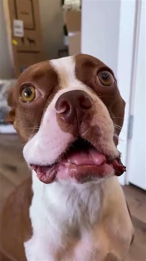 bluetooth device connect successfully😂🤣funny dogs #viral#shorts