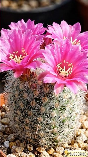 Tiny Rare Cacti With Unreal Pink Flowers 🌵🌸 Timelapse Bloom