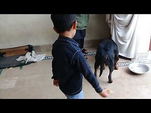 Off Brown Female Rottweiler barks at little Stray pup & not ready to share her food with him usa uk