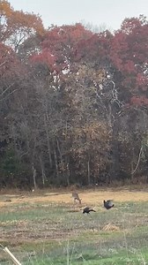 It's deer rut season! 🦌 Deer rut season is a period of intense deer mating, where males actively pursue females. During this time, deer will display high levels of activity and aggression, so vigilance is crucial while driving, particularly at night! Deer rut season spans from October to December here in Kansas! Share this post with your friends and family to help them stay safe during deer rut season! #animal #animallover #deer #kansaswildlife #opwildlife #operationwildlife | Operation Wildlif