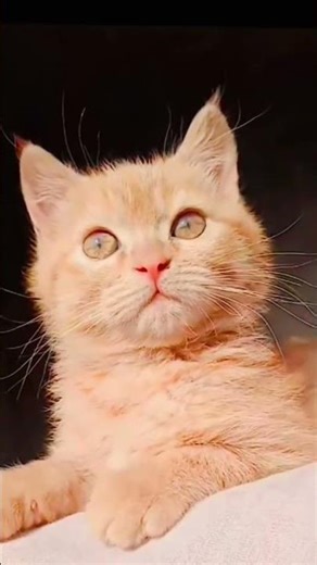 #anime #cat #kitten #cute #cubes #animeedit #king #love #cutecat