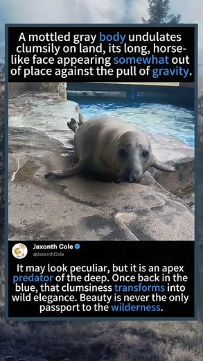 Is It Dangerous? 😱 The Surprising Truth About the Gray Seal!#GraySeal#foryou #fyp #animals #funny
