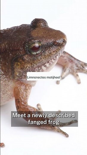 New fanged frog (with mud nests) discovered in India's rainforests #arunachalpradesh