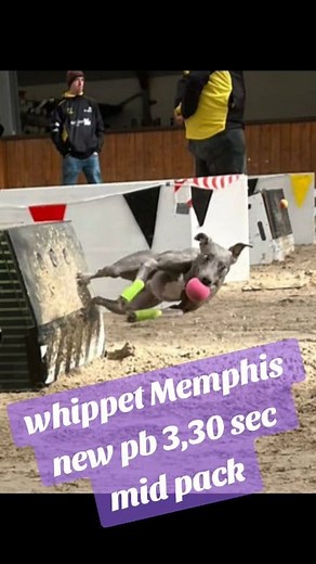 Whippet Memphis new pb 3,30 sec mid pack @ Belgian champs 🤩 equipped by Non-stop dogwear #nonstopdogwear #unleashyourpotential #mytrainingbuddy #flyball #flyballdogs | Roadrunners Flyball Team