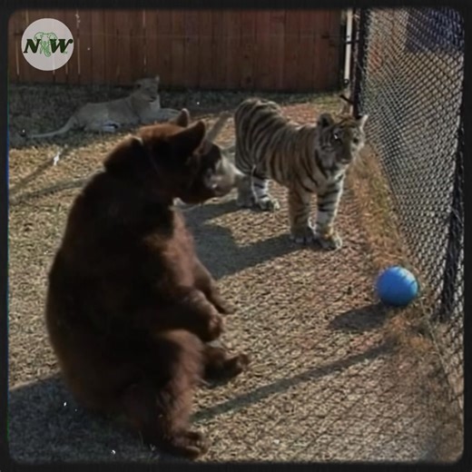 The Heartwarming Tale of Baloo, Shere Khan, and Leo: Unlikely Friends—[Full story in 𝗰𝗼𝗺𝗺𝗲𝗻𝘁]👇#fblifestyle | Nature and Wildlife TV