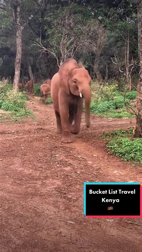 Bucket List Travel kenya #bucketlisttravel #kenyantiktok #dreamdestination #honeymooninspo #safari #maldiveswater #beachholiday #travelinspo #thingstodoinkenya #wondersoftheworld #fyp #pov #familyfriendlyholiday