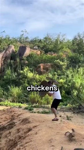 You Won’t Believe How Chickens Actually Fly...😲#chickenfacts #animalshorts