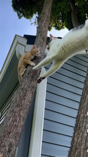Brave mother cat rescues her kitten from falling from the tree