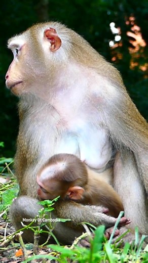 20K views · 470 reactions | What Happened to Baby Monkey Lynx? Sleeping So Sad Even Beside Mom – Strange Behavior Leaves Everyone Wondering What’s Really Going On With This Little One #babyanimals #reelsfb #leo #wildlife #animals #rainbow #Luna #monkey #cuteanimals #lynx #fblifestyle | Monkey Of Cambodia | Facebook