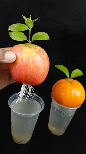 Watch how to i grow orange & apple plant at home | 100% Success tips #reels #gardening