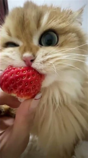 🍓 CAT VS. STRAWBERRY #cat #catbehavior