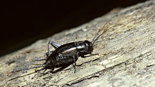 How to Use a Cricket's Chirps as Nature's Thermometer