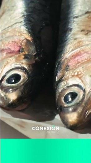 ¿Cómo se elimina el anisakis del pescado?