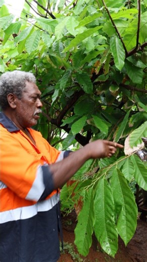Valleylaef on Instagram: "Popped in to see brother Darrell's cacao plants last week, because I wanted a couple of plants myself. I was pleasantly surprised, and inspired to see what he was doing with the different methods of propagating cacao, all done in his backyard. With just a backyard, he has a plantation worth of nurseries. There were cacao plants that were propagated by marcotting, and by grafting. A marcotted (air-layered) cacao plant will typically start to bear fruit within 18 to 24 mo
