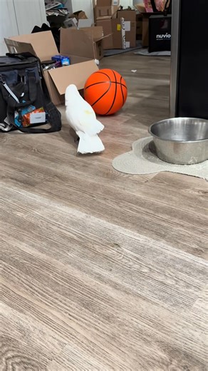 1.3K views · 25 reactions | Can’t figure out how to bite and pop the basketball… he just loves to. #cockatoo | Chihuahua Team | Facebook