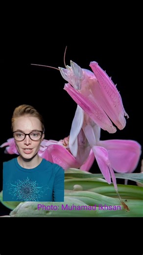 EntomosFunFacts on TikTok