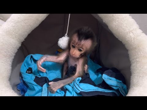 hooray baby monkey hercules starts moving his sore hand