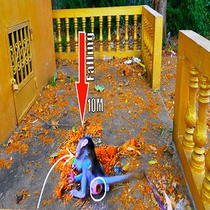 O.M.G💔H.E.A.R.T T.O.U.C.H.E.D TINY MACAQUE BABY MONKEY F.A.L.L.I.N.G DOWN FROM A HIGH TREE 10METERS | Jessica Day