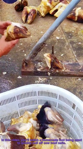 How to Remove Cow Hoof Nails with a Homemade Tool
