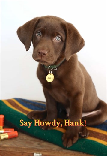 Welcome home, Hank 🤎 he’s such a sweet boy (& so patient with his momma behind the camera) 🥹 We are so in love! #labradorretriever #chocolatelab #huntingdog #puppy #dogphotography