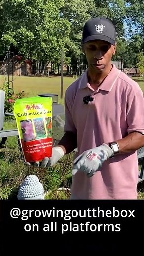 Blueberry fertilizer secret #garden #gardening