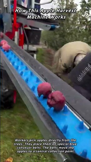 How This Apple Harvest Machine Works