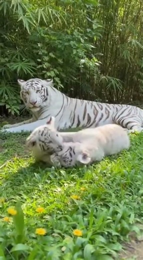When a White Tiger Lets You See Her Cubs… You Just Witnessed Something Rare! #animalbattle