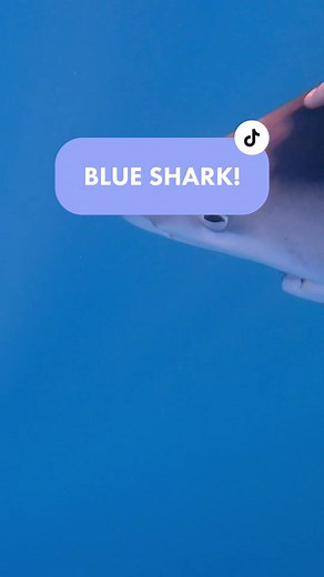 Did you know #bluesharks are one of the most common #sharks in the #ocean The #blueshark is found in all of the worlds oceans and seas! Even in norway! Unfortunately for this #shark they find themselves hunted by sea lions and other big sharks like the #greatwhiteshark Even so, the blue shark is still pretty cool. #sharktok #sharkfacts #sharkweek #learnaboutsharks #scubadiving #sharkdiver #screammovie