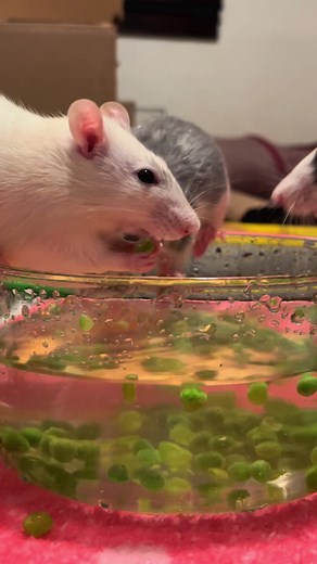 Pea Fishing: A Fun Activity for Rats