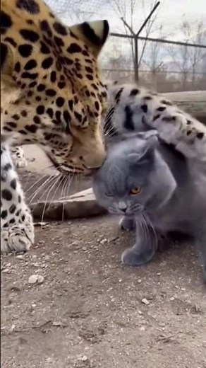 Why is this Amur Leopard petting this Funny Cat?! 🐾🤣 #funnyanimals