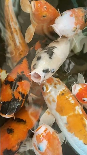 Lovely Fish Swimming Around in a Peaceful Aquarium#fish