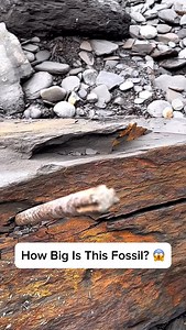277K views · 1.2K reactions | Here’s a huge loose slab filled with Jurassic Age fossils that we found on the beach whilst hunting for fossils ⚒️ We found a beautiful Ammonite in a HUGE nodule roughly 185 Million Years Old!  Thank you in advance for supporting our page!  #fossil #beachcombing #ammonite #fossilhunting #fyp | Yorkshire Fossils | Facebook