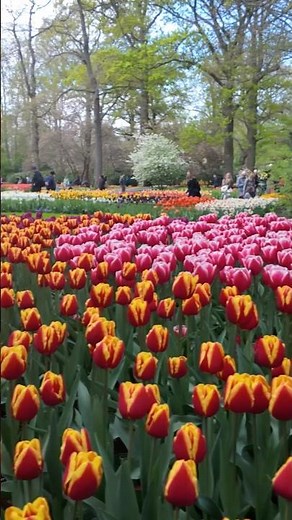 Keukenhof || Wonder Gardens| Walking Among Tulips 4K
