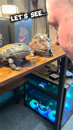 Anthony Eck on Instagram: "The @rebor_studio Beelzebufo from @5ktoys They look so amazing. I kind of want another set for photography. They look slimy and fit perfectly in the outdoors. Hope to get out later today for some toy photography. #beelzebufo #rebor #actionfigures"