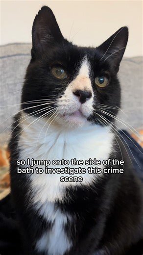 Cats in the Bath: Felix's Hilarious Adventures