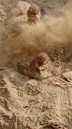 teeter amazing scene 😲