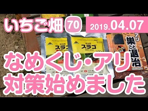 いちご畑【70】なめくじ・アリ対策始めました