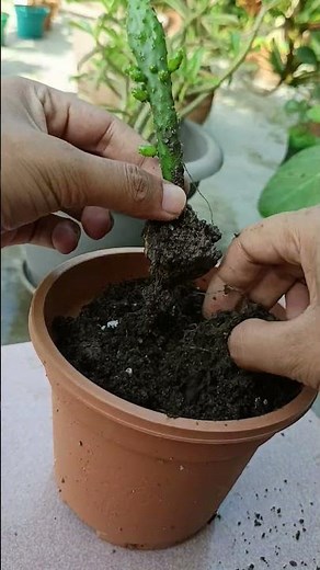 From Pad to Plant #Shorts #OpuntiaMonacantha #cactuspropagation