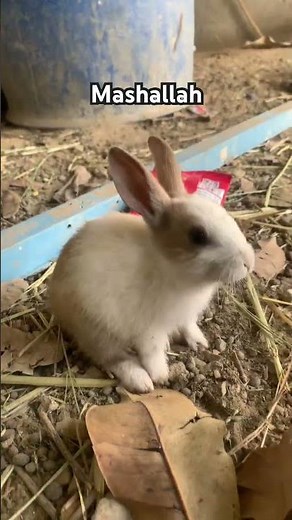 How to Feed Baby Rabbits with Syringe