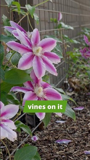 Easily Add Privacy with this Affordable Trellis Fence!