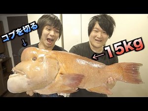 What is this?! When we dissected a huge 15kg sheepshead wrasse, we made a new discovery!!!