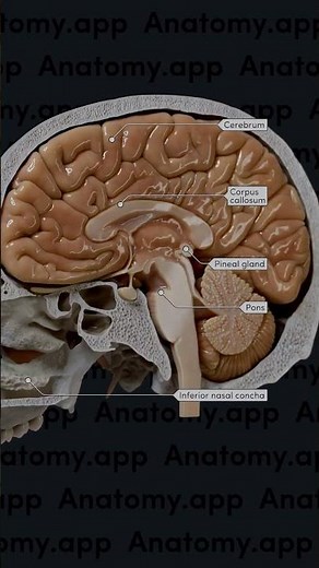 Learn anatomy fast! 🚀