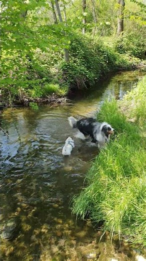 Taking a bath 🛁🐶 #dog #aussie #puppy #doglife #dogshorts #funny #bathtime #cute #cutedog
