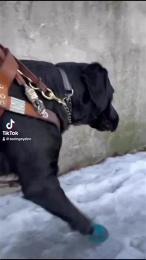 A BOOTIE-full learning opportunity! ❄️ 🦮 Watch as our instructors help our dogs become confident walking in protective booties to ensure their paws are safe from ice, snow, and ice melt during the harsh winter weather. VD: The first clip shows a black Lab Seeing Eye dog in training wearing booties for the first time and walking around a bit awkwardly in the Downtown Training Center. The second clip shows the same black Lab walking confidently on a snowy sidewalk while in harness and wearing boo